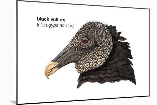 Head of Black Vulture (Coragyps Atratus), Birds-Encyclopaedia Britannica-Mounted Poster