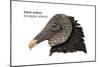 Head of Black Vulture (Coragyps Atratus), Birds-Encyclopaedia Britannica-Mounted Poster