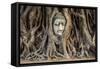 Head of Buddha Statue in the Tree Roots, Ayutthaya, Thailand-R.M. Nunes-Framed Stretched Canvas