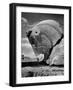 Head of Bull in Ruins of the Ancient Royal City of the Persian Empire-Dmitri Kessel-Framed Photographic Print