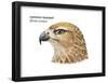 Head of Common Buzzard (Buteo Buteo), Birds-Encyclopaedia Britannica-Framed Poster