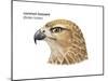 Head of Common Buzzard (Buteo Buteo), Birds-Encyclopaedia Britannica-Mounted Poster