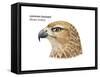 Head of Common Buzzard (Buteo Buteo), Birds-Encyclopaedia Britannica-Framed Stretched Canvas