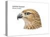 Head of Common Buzzard (Buteo Buteo), Birds-Encyclopaedia Britannica-Stretched Canvas