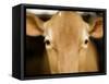 Head of Cow-Chris Carroll-Framed Stretched Canvas