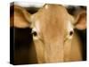 Head of Cow-Chris Carroll-Stretched Canvas