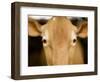 Head of Cow-Chris Carroll-Framed Photographic Print