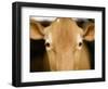 Head of Cow-Chris Carroll-Framed Photographic Print