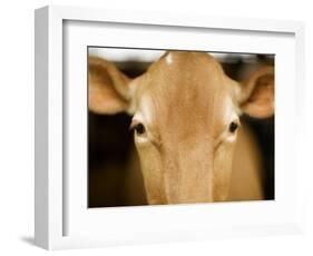 Head of Cow-Chris Carroll-Framed Photographic Print