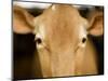 Head of Cow-Chris Carroll-Mounted Photographic Print