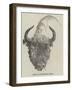Head of European Bison-null-Framed Giclee Print