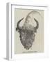 Head of European Bison-null-Framed Giclee Print