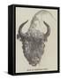 Head of European Bison-null-Framed Stretched Canvas