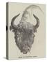 Head of European Bison-null-Stretched Canvas