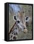 Head of Female Masai Giraffe, Masai Mara National Reserve, Kenya, East Africa-James Hager-Framed Stretched Canvas