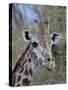 Head of Female Masai Giraffe, Masai Mara National Reserve, Kenya, East Africa-James Hager-Stretched Canvas