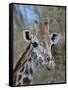 Head of Female Masai Giraffe, Masai Mara National Reserve, Kenya, East Africa-James Hager-Framed Stretched Canvas