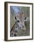 Head of Female Masai Giraffe, Masai Mara National Reserve, Kenya, East Africa-James Hager-Framed Photographic Print