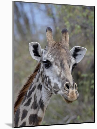 Head of Female Masai Giraffe, Masai Mara National Reserve, Kenya, East Africa-James Hager-Mounted Photographic Print