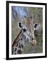 Head of Female Masai Giraffe, Masai Mara National Reserve, Kenya, East Africa-James Hager-Framed Photographic Print