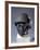 Head of Gudea, Prince of Lagesh, from Telloh Neo-Sumerian, C.2150-null-Framed Photographic Print