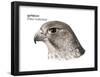 Head of Gyrfalcon (Falco Rusticolus), Birds-Encyclopaedia Britannica-Framed Poster