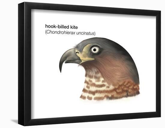 Head of Hook-Billed Kite (Chondrohierax Uncinatus), Birds-Encyclopaedia Britannica-Framed Poster