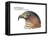 Head of Hook-Billed Kite (Chondrohierax Uncinatus), Birds-Encyclopaedia Britannica-Framed Stretched Canvas