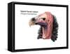 Head of Lappet-Faced Vulture (Torgos Tracheliotus), Birds-Encyclopaedia Britannica-Framed Stretched Canvas