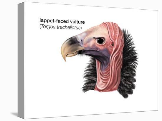 Head of Lappet-Faced Vulture (Torgos Tracheliotus), Birds-Encyclopaedia Britannica-Stretched Canvas
