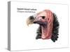 Head of Lappet-Faced Vulture (Torgos Tracheliotus), Birds-Encyclopaedia Britannica-Stretched Canvas