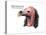 Head of Lappet-Faced Vulture (Torgos Tracheliotus), Birds-Encyclopaedia Britannica-Stretched Canvas