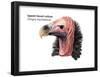 Head of Lappet-Faced Vulture (Torgos Tracheliotus), Birds-Encyclopaedia Britannica-Framed Poster