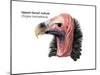 Head of Lappet-Faced Vulture (Torgos Tracheliotus), Birds-Encyclopaedia Britannica-Mounted Poster