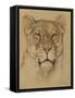 Head of Lioness, C. 1900-30-Bernard Willem Wierink-Framed Stretched Canvas