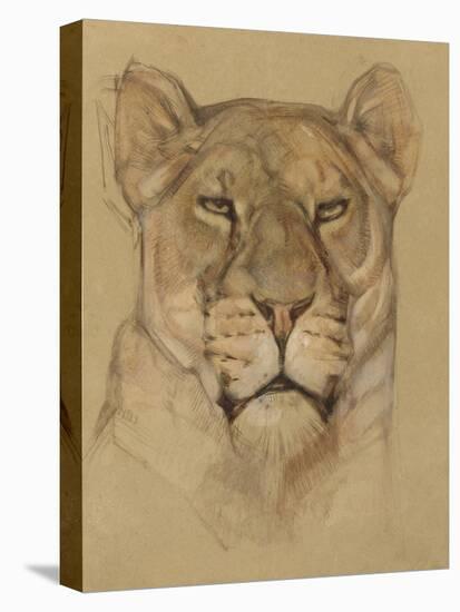 Head of Lioness, C. 1900-30-Bernard Willem Wierink-Stretched Canvas