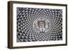 Head of Medusa, Mosaic Floor in Carmona Town Hall, Andalusia, Spain-null-Framed Giclee Print