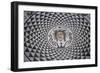 Head of Medusa, Mosaic Floor in Carmona Town Hall, Andalusia, Spain-null-Framed Giclee Print