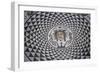 Head of Medusa, Mosaic Floor in Carmona Town Hall, Andalusia, Spain-null-Framed Giclee Print