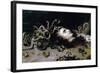 Head of Medusa-Peter Paul Rubens-Framed Art Print