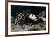 Head of Medusa-Peter Paul Rubens-Framed Art Print