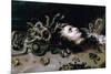 Head of Medusa-Peter Paul Rubens-Mounted Premium Giclee Print