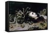 Head of Medusa-Peter Paul Rubens-Framed Stretched Canvas
