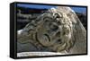 Head of Medusa-null-Framed Stretched Canvas