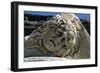 Head of Medusa-null-Framed Giclee Print