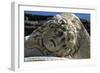 Head of Medusa-null-Framed Giclee Print