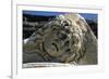 Head of Medusa-null-Framed Premium Giclee Print