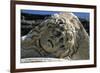 Head of Medusa-null-Framed Premium Giclee Print