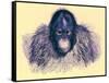 Head of Orang, Illustration from 'The Royal Natural History', Published 1896-English-Framed Stretched Canvas