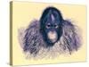 Head of Orang, Illustration from 'The Royal Natural History', Published 1896-English-Stretched Canvas